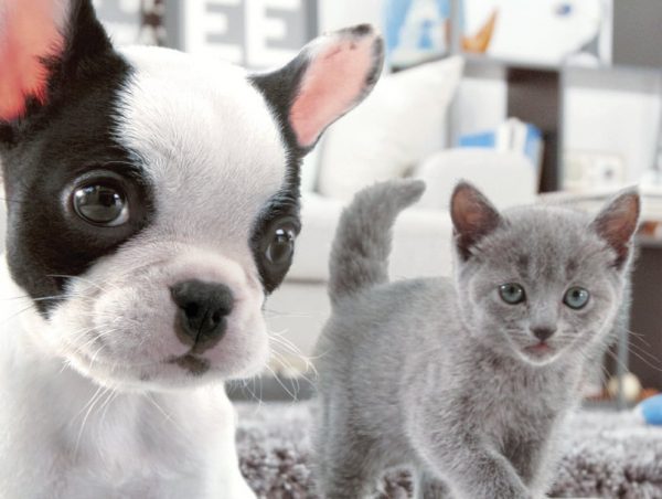 Nintendogs + Cats French Bulldog & New Friends - Image 2